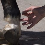 Akkupunktur für Pferde