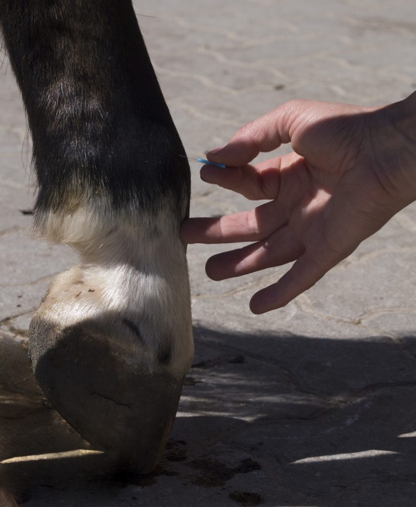 Akupunktur für Pferde