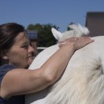 Osteophatie für Pferde